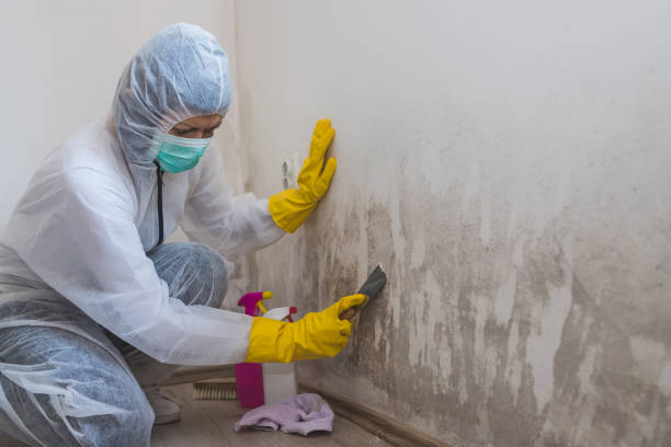 Best Mold Removal for HVAC Installations  in Burlington, CO