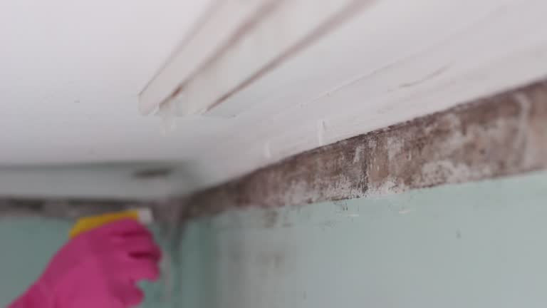 Best Mold Remediation for Healthcare Facilities  in Burlington, CO